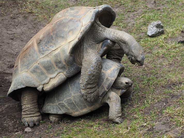 Galapagos Tortoises Mating Shutterstock 198466217