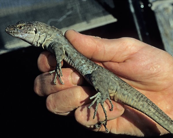 Gallotia Simonyi Bravoanafemale