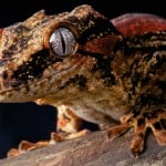 Gargoyle Gecko Shutterstock 130126787