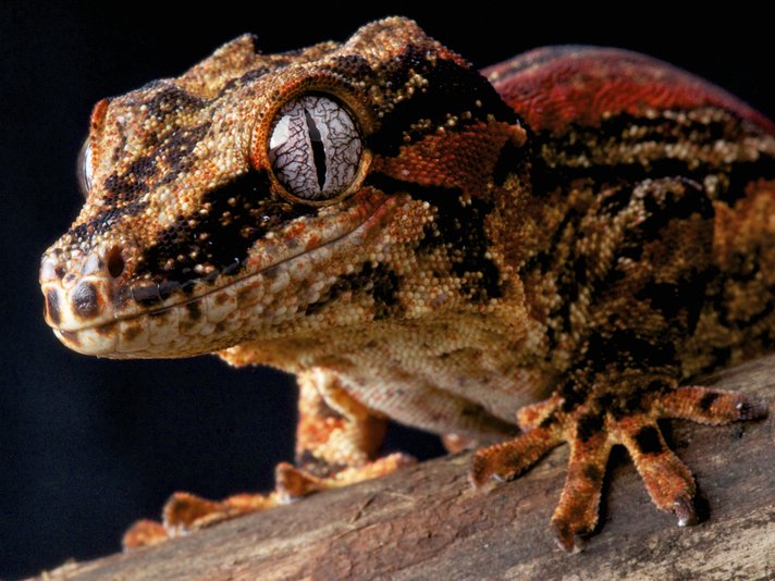 Gargoyle Gecko Shutterstock 130126787