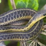 Garter Snake Shutterstock 465595598