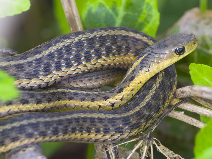 Garter Snake Shutterstock 465595598