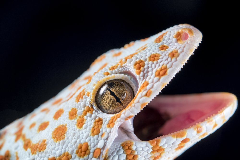 Geckobite Shutterstock 548362648