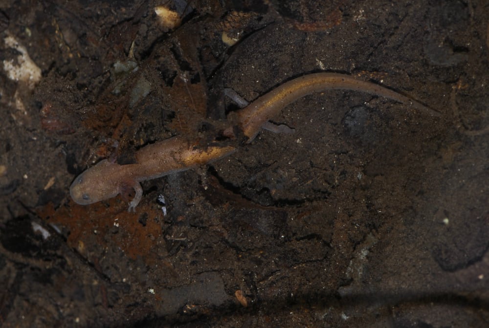 Georgetown Salamander Nathan Bendik Fpwc
