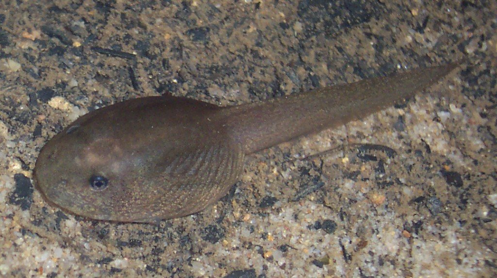 Giant Burrowing Frog Heleioporus Australiacus Tadpole