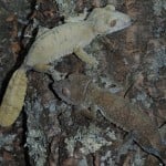 Giant Leaf Tailed Gecko