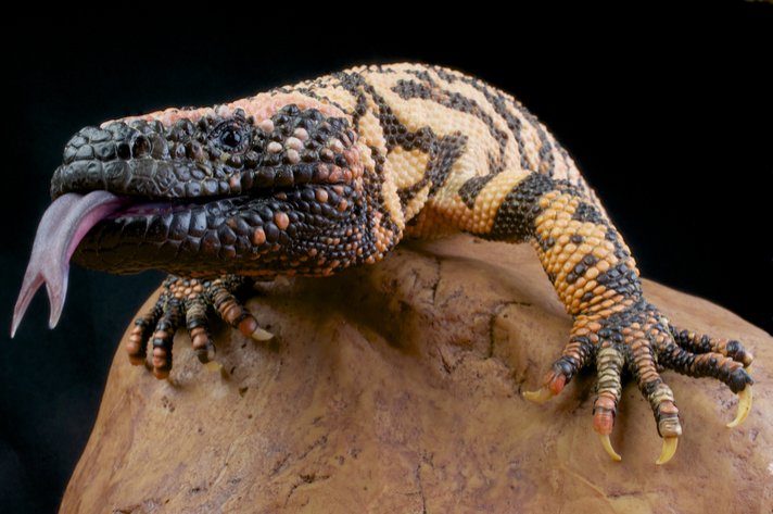 Gila Monster Shutterstock 122625310