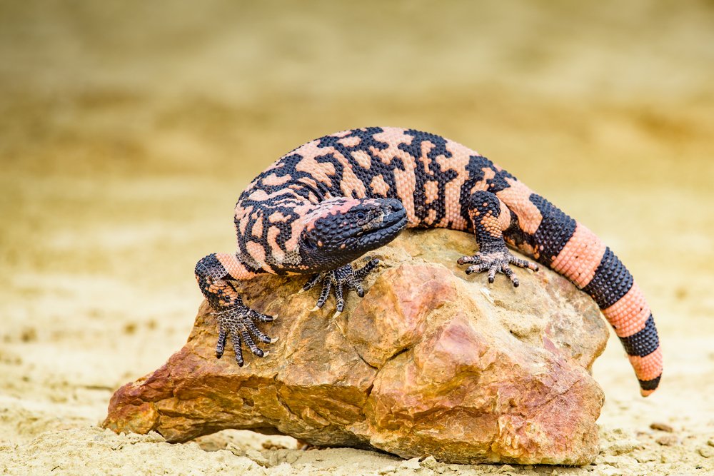 Gila Monster Shutterstock 696050827