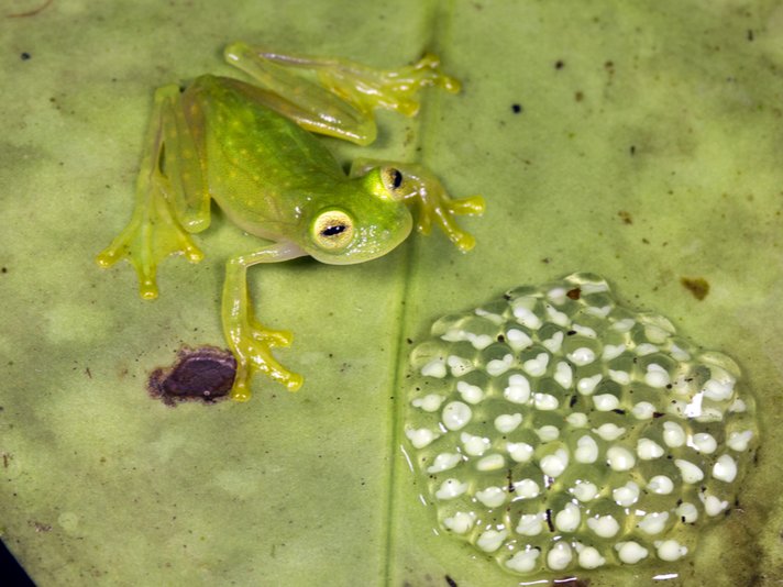 Glass Frog Shutterstock 106867022