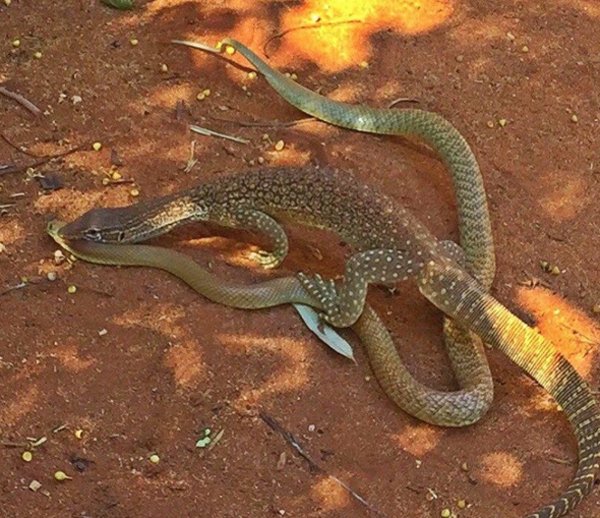 Goanna Eats Western Brown Snake