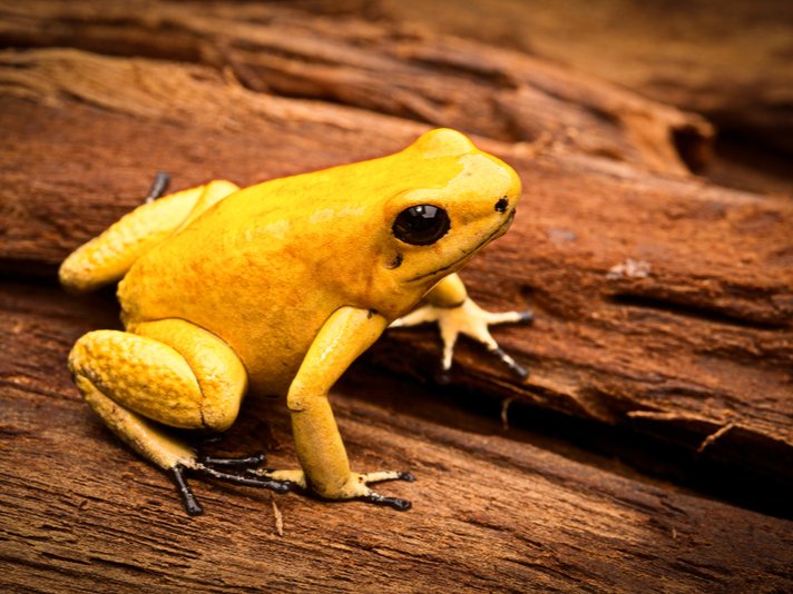Golden Poison Dart Frog Shutterstock 236785027