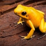 Golden Poison Dart Frog Shutterstock 521542363