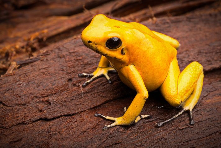Golden Poison Dart Frog Shutterstock 521542363