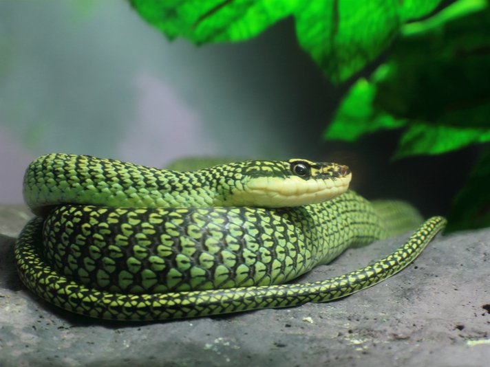Golden Treesnake Shutterstock 86652061