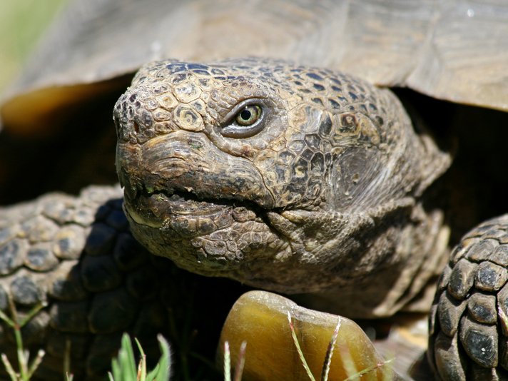 Gopherus Agassizii Shutterstock 61384168
