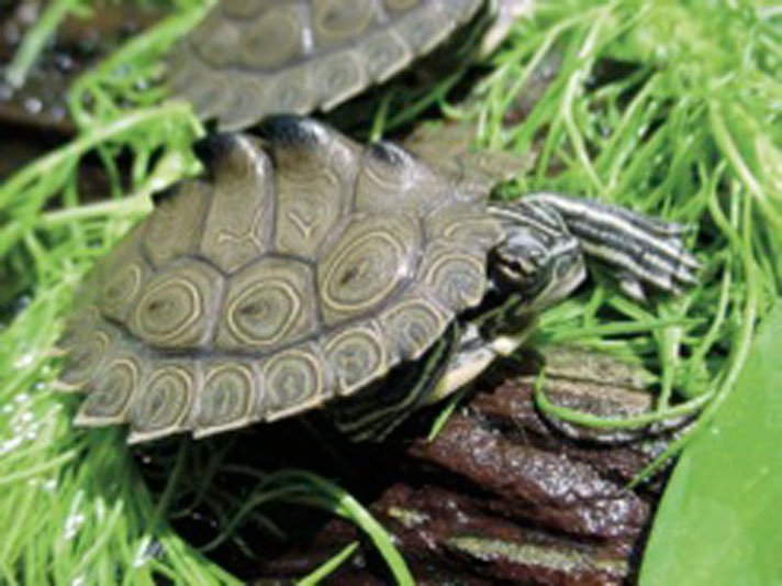 Graptemys Nigrinoda Delticola