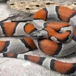 Gray Banded Kingsnake1