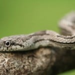 Gray Rat Snake Shutterstock 5030239