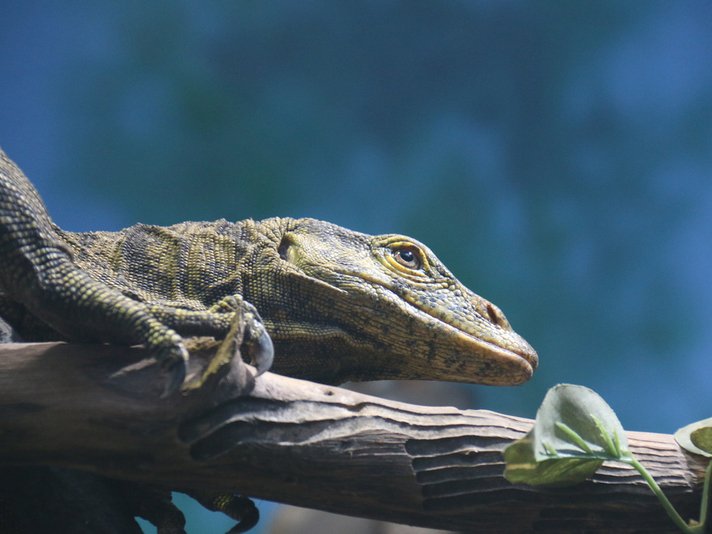 Grays Monitor Lizard Shutterstock 501692953