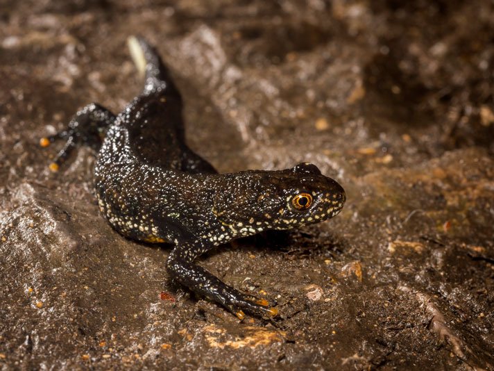 Great Crested Newt In Abingdon 1 Copyright Julian Smart