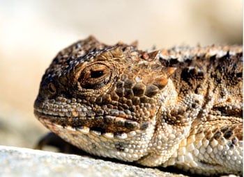 Great Shot Horned Lizard350