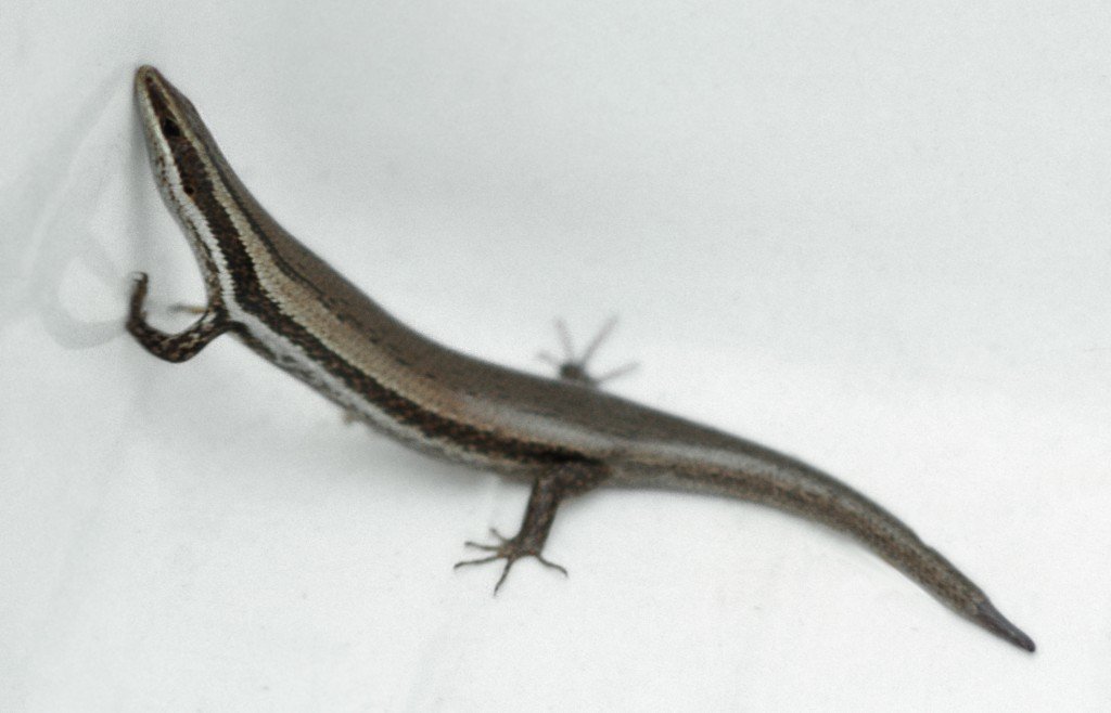 Greater Saint Croix Skink A. J. Meier Spondylurus Magnacruzae Fpwc Commercial Use Ok
