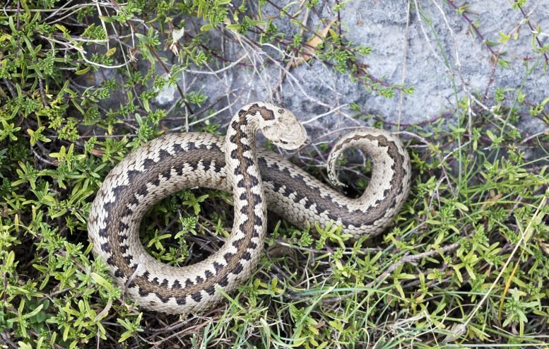 Greek Meadow Viper Vipera Graeca