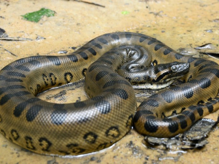 Green Anaconda Shutterstock 119405701