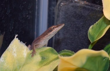 Green Anole Mark Eastburg