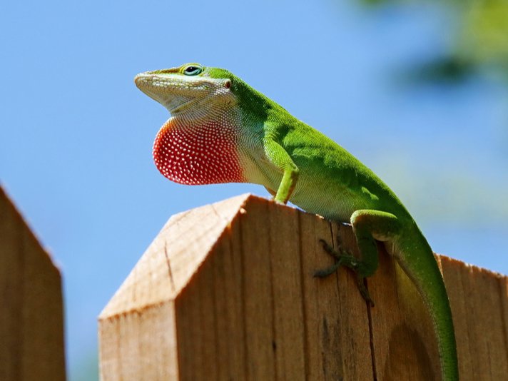 Green Anole Shutterstock 117886642