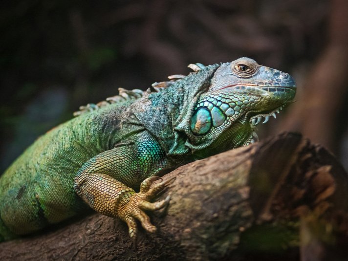 Green Iguana Shutterstock 227287918