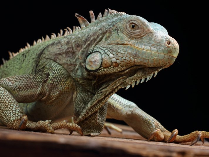 Green Iguana Shutterstock 275237660