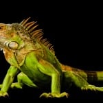 Green Iguana Shutterstock 637249666