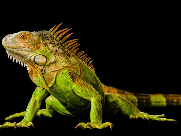 Green Iguana Shutterstock 637249666