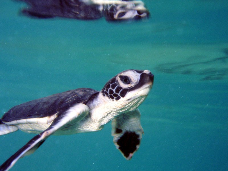 Green Sea Turtle Msullivan Noaa Permit101370.max 800x800