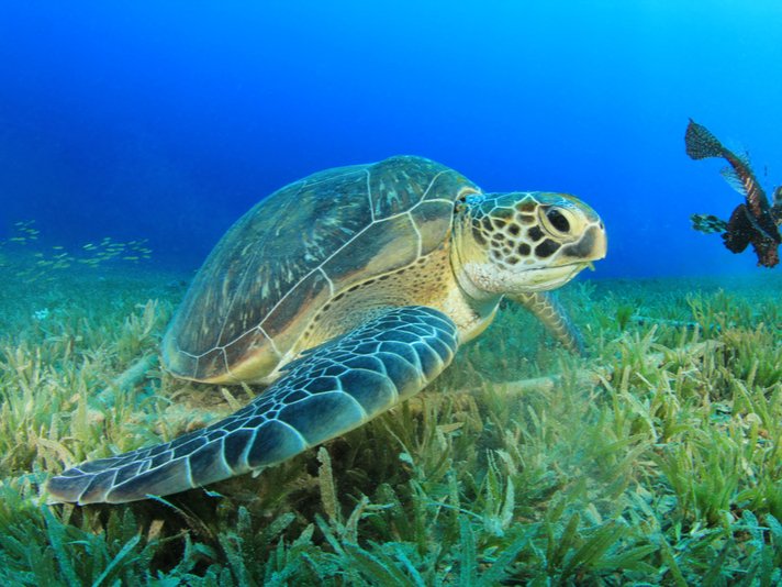 Green Sea Turtle Shutterstock 108224318