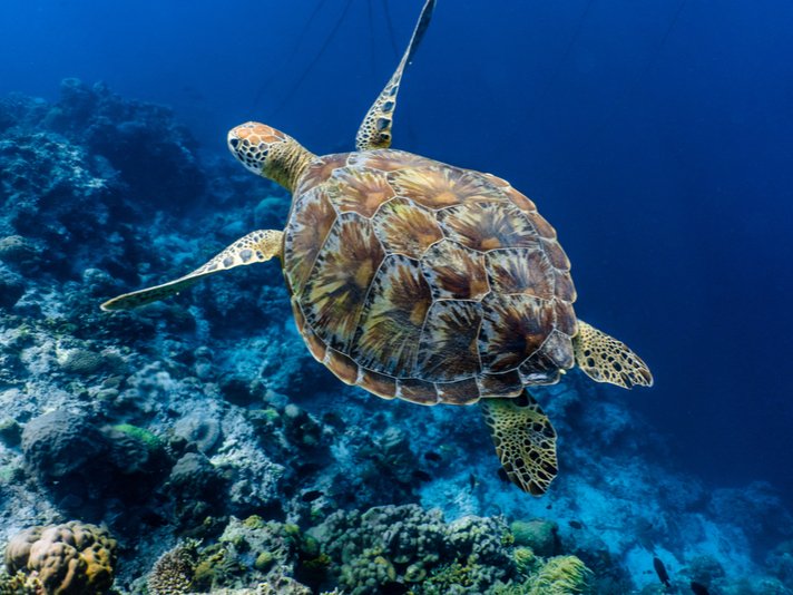 Green Sea Turtle Shutterstock 763135951