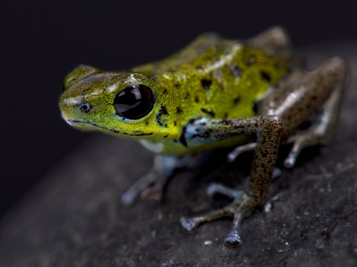 Green Strawberry Frog Shutterstock 672904390
