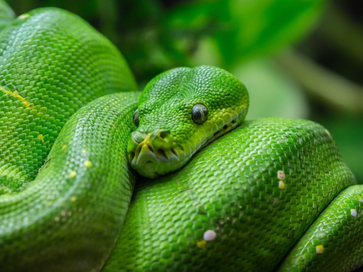 Green Tree Python Shutterstock 413094259