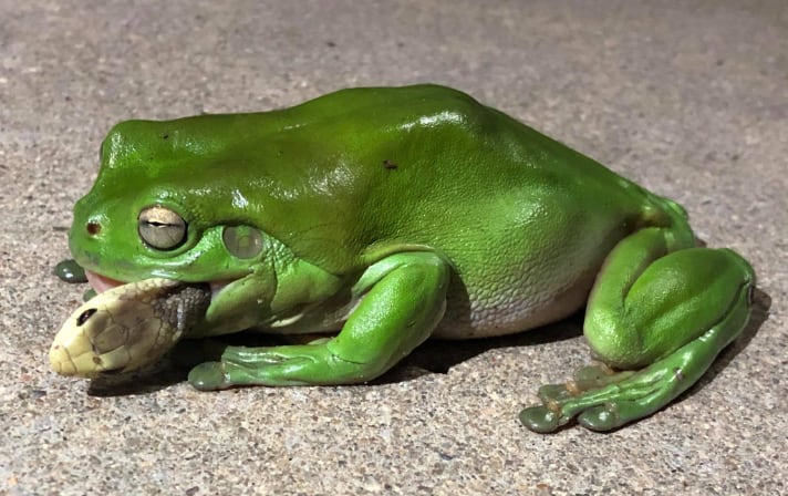 Green Treefrog Eats Coastal Taipan Snake
