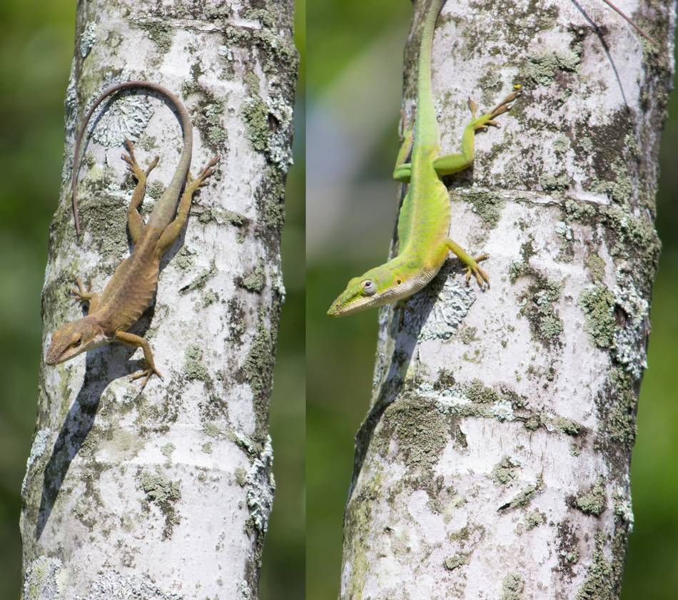 Green Anole Color Change By Cyclicalcore D63qrdx Pre