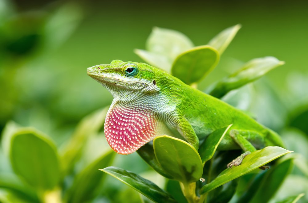 Greenanole Shutterstock 146404985