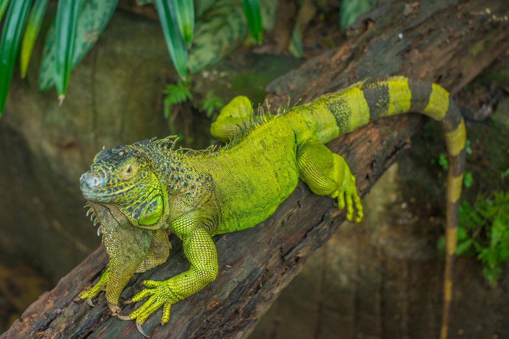 Greeniguana Shutterstock 728730700