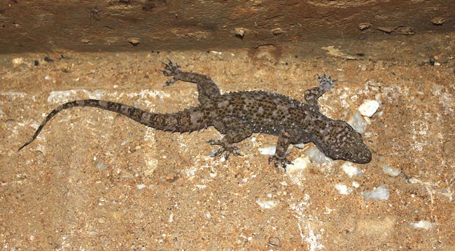 Hemidactylus Acanthopholis