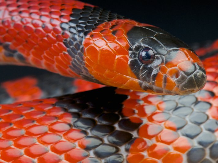 Honduran Milksnake Shutterstock 150012197