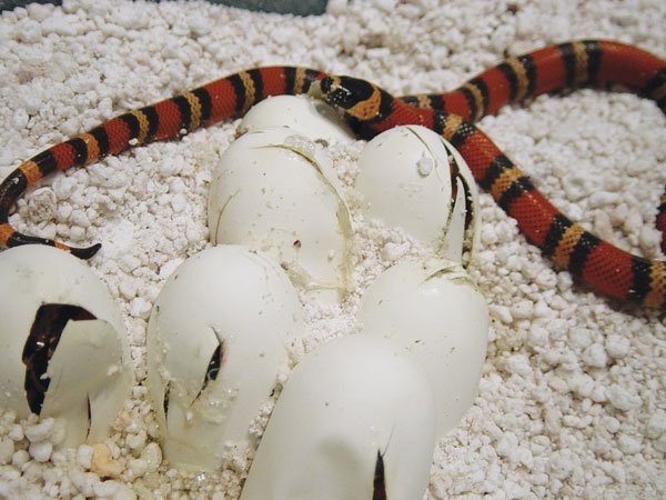 Honduranmilk Snake Hatchlin