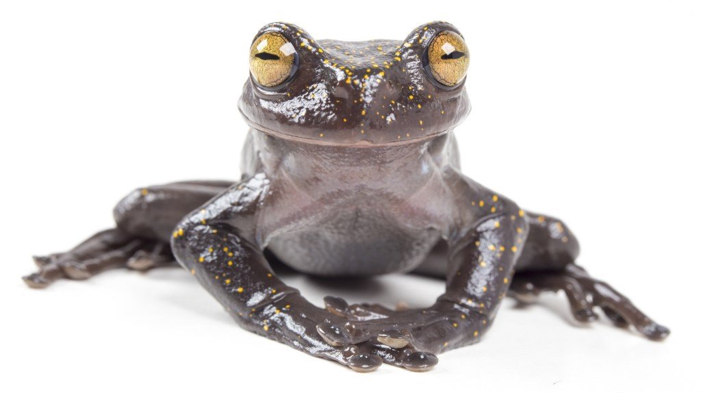 Hyloscirtus Hillisi