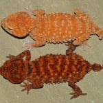 Hypo Normal Knob Tail Gecko