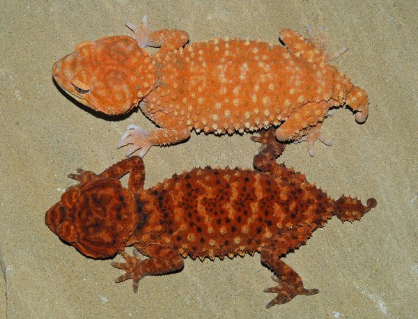 Hypo Normal Knob Tail Gecko