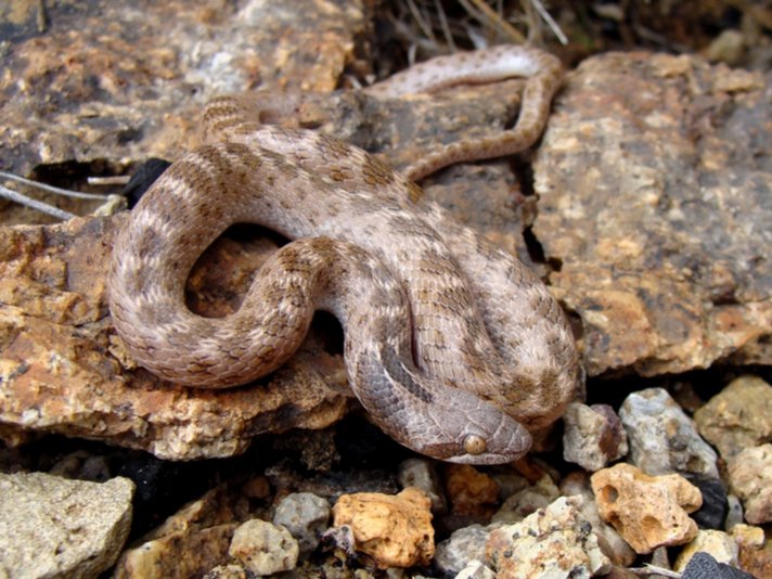 Hypsiglena Torquata Shutterstock 82698328